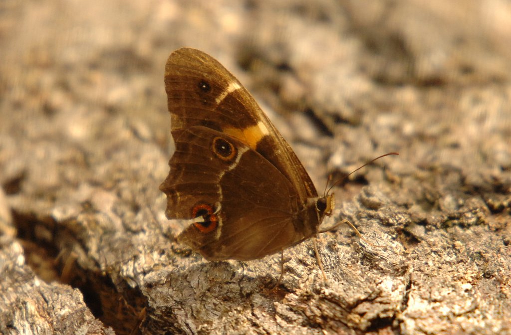 173 Swordgrass Brown, 2008-01318869b Blue Mountains National Park, AU.JPG - Swordgrass Brown (Tisiphone abeona) Butterfly. Govett's Leap, Blue Mountain National Park, AU, 1-31-2008